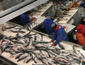 Diploma in Fisheries