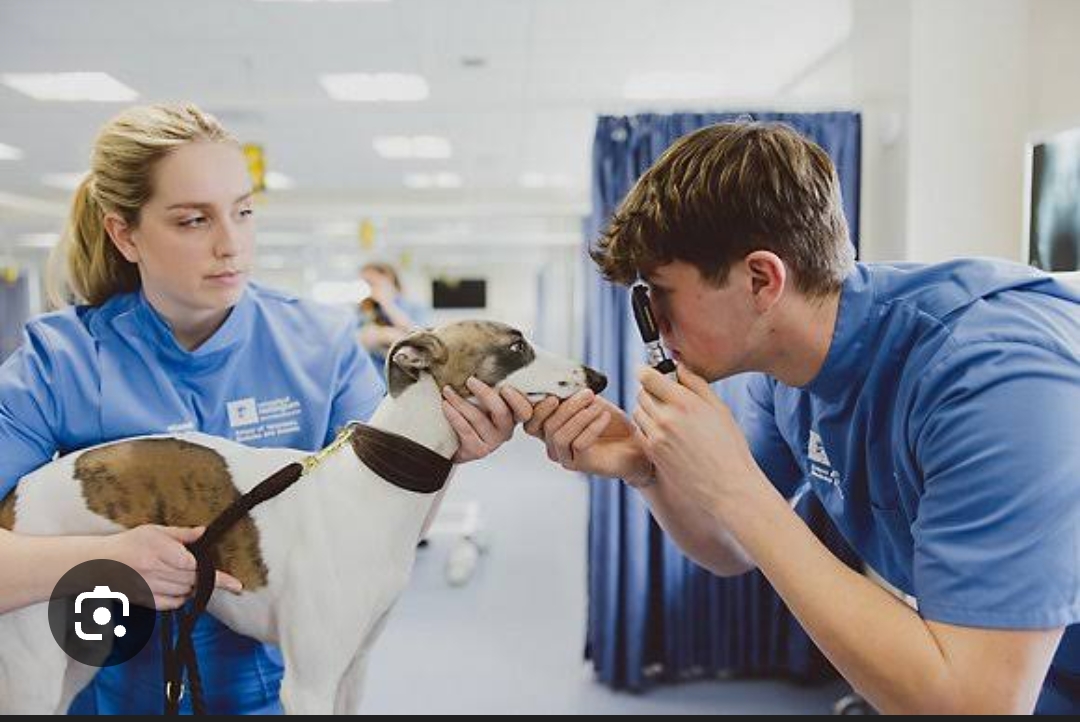 Bachelor of veterinary & animal science medicine