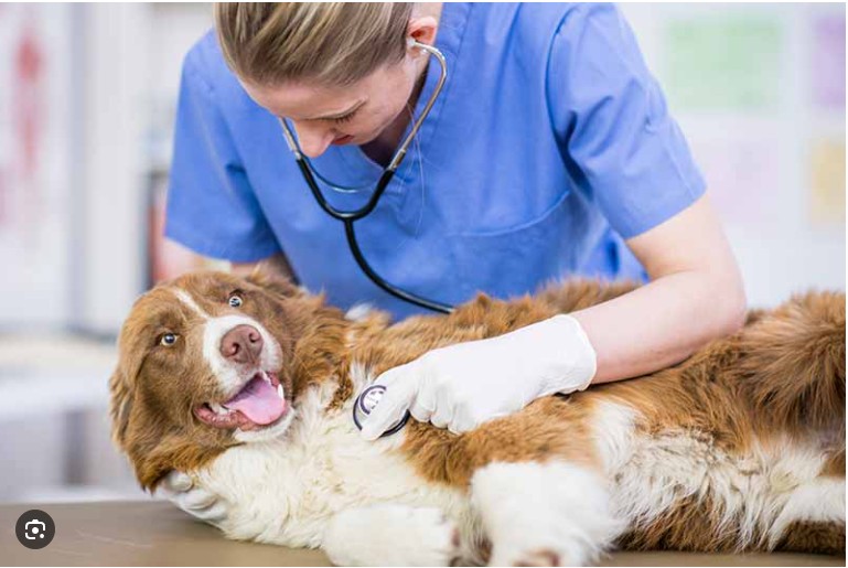 Diploma in Animal Health & Production